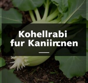 kohlrabi kaninchen